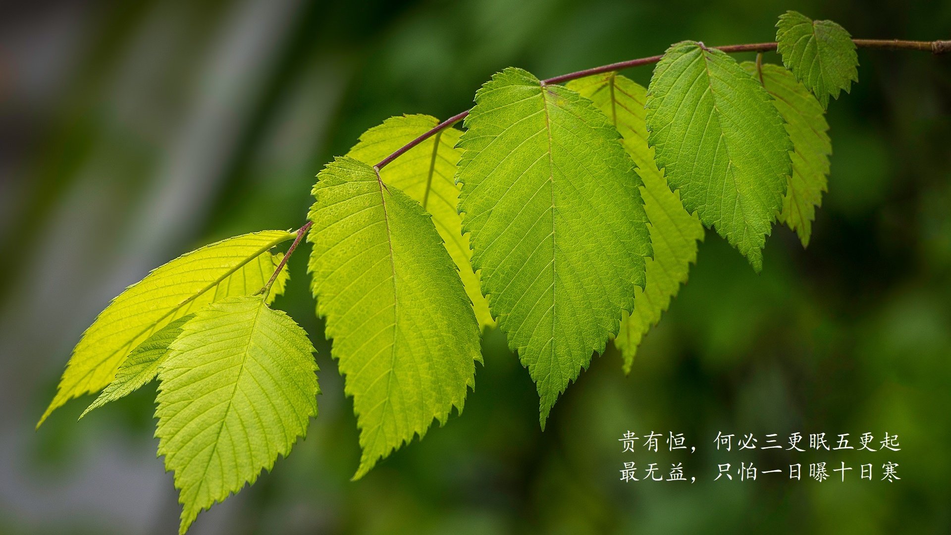 德赢官网登录入口官网网页-字母哥带伤出战砍35+，雄鹿主场险胜公牛，字母哥 雄鹿